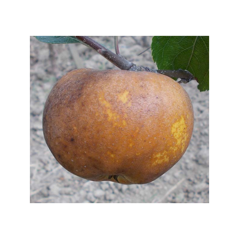 Pommier 'Gros-Fenouillet Gris'