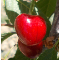 Cerisier 'Guigne Rouge Hâtive'