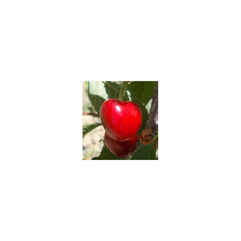 Cerisier 'Guigne Rouge Hâtive'
