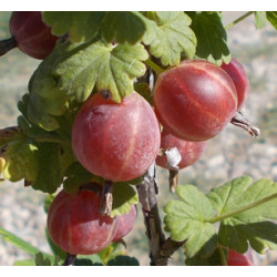 Groseillier à maquereaux 'Spinefree'