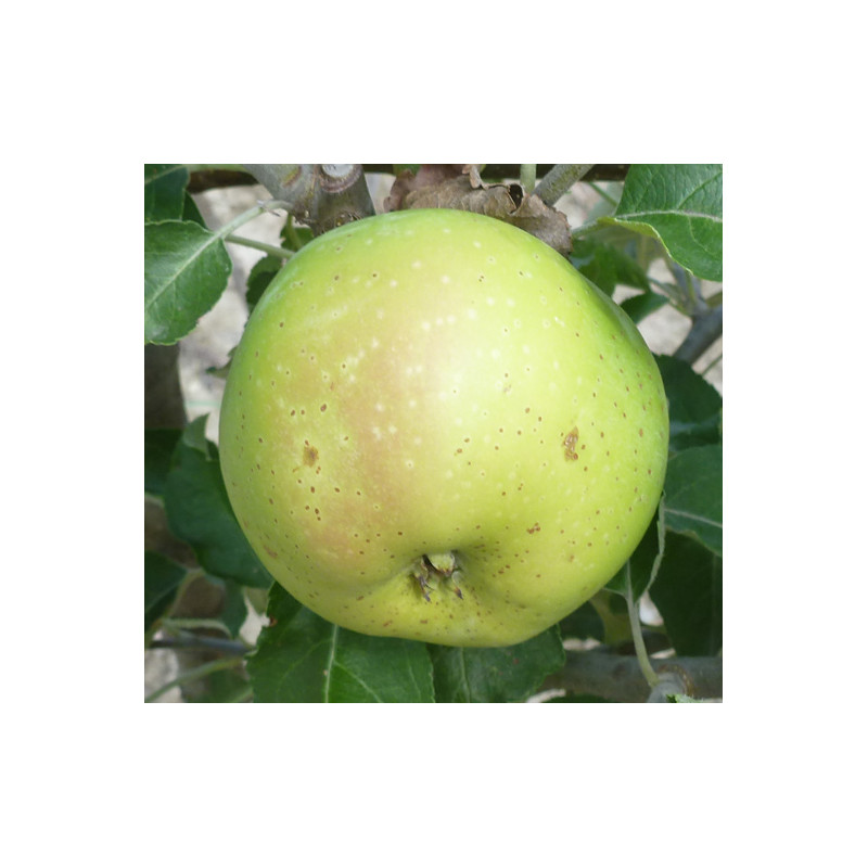 Pommier 'Roxbury Russet'