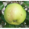 Pommier 'Roxbury Russet'