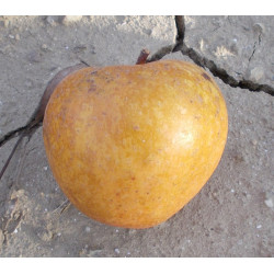 Pommier 'Adam's Pearmain'