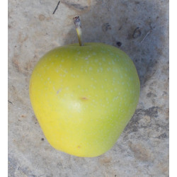 Pommier 'Postophe d'Eté'