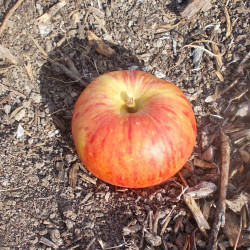 Pommier 'Chemisette Blanche'