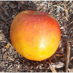 Pommier 'La Paix'