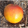 Pommier 'La Paix'