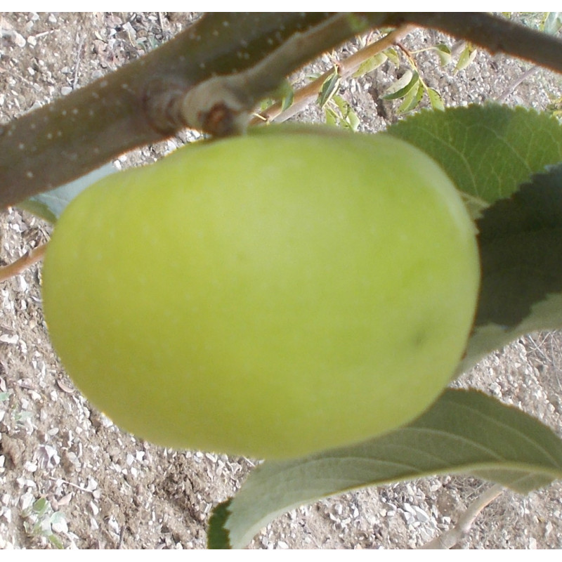 Pommier 'André Briolay'