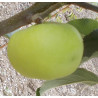 Pommier 'André Briolay'