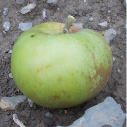 Pommier 'Allen's Everlasting'