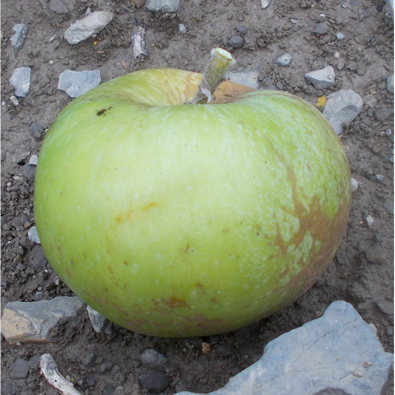 Pommier 'Allen's Everlasting'