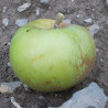 Pommier 'Allen's Everlasting'