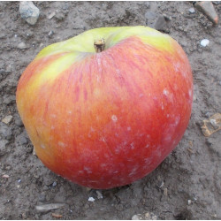 Pommier 'Rosa del Caldaro'