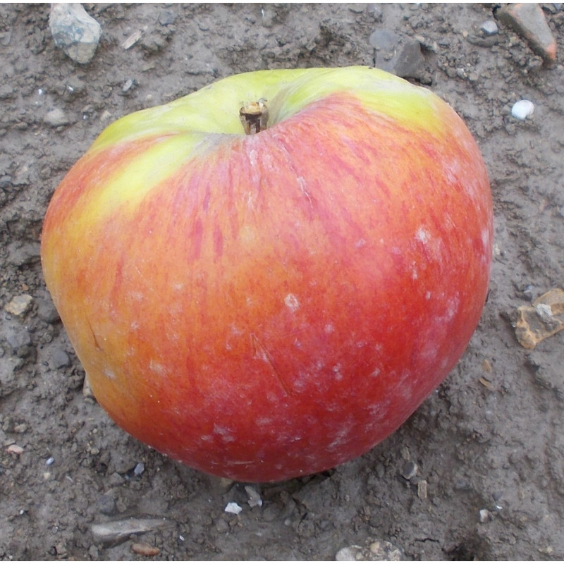 Pommier 'Rosa del Caldaro'