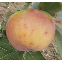 Pommier 'Boïken'