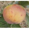Pommier 'Boïken'