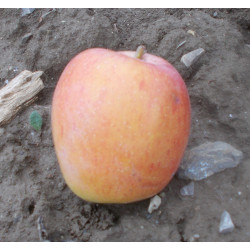 Pommier 'D'Aunée'
