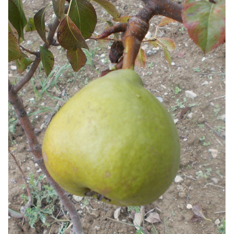 Poirier 'Zéphirin Grégoire'