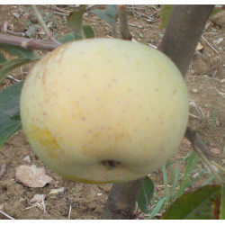 Pommier 'Bastien'
