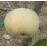 Pommier 'Bastien'