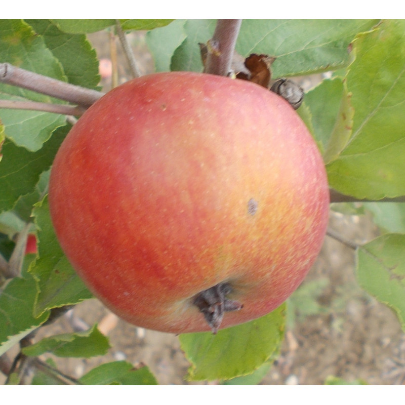 Pommier 'Double Bon Pommier'