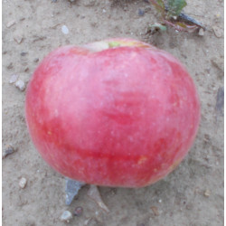 Pommier 'Fameuse'