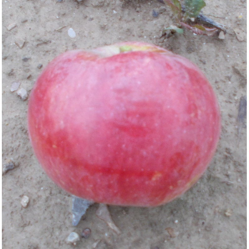 Pommier 'Fameuse'
