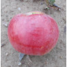 Pommier 'Fameuse'