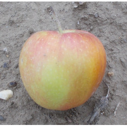Pommier 'Grasse de Chirac'