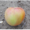 Pommier 'Grasse de Chirac'