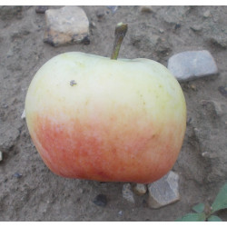 Pommier 'De Borsdorf'