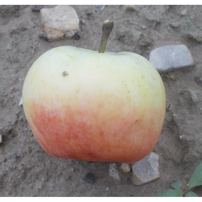 Pommier 'De Borsdorf'