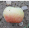 Pommier 'De Borsdorf'