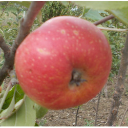 Pommier 'Noire de Vitry'
