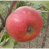Pommier 'Noire de Vitry'