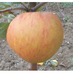 Pommier 'Peau-de-Vache'