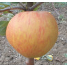 Pommier 'Peau-de-Vache'