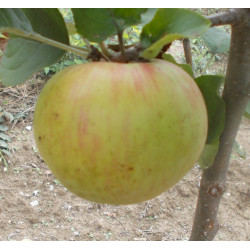 Pommier 'Rambour d'Hiver'