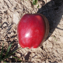 Pommier 'Calville Rayée de...