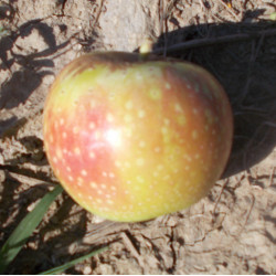 Pommier 'Marie-Louise Ducoté'