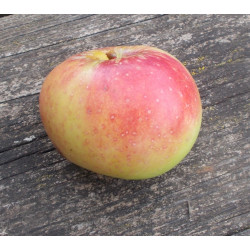 Pommier 'Champ-Gaillard'