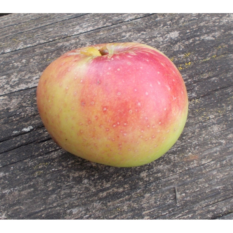 Pommier 'Champ-Gaillard'