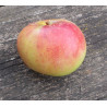 Pommier 'Champ-Gaillard'