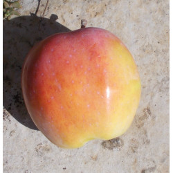 Pommier 'Akero'