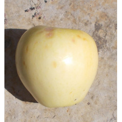 Pommier 'Tréboux Samlung'