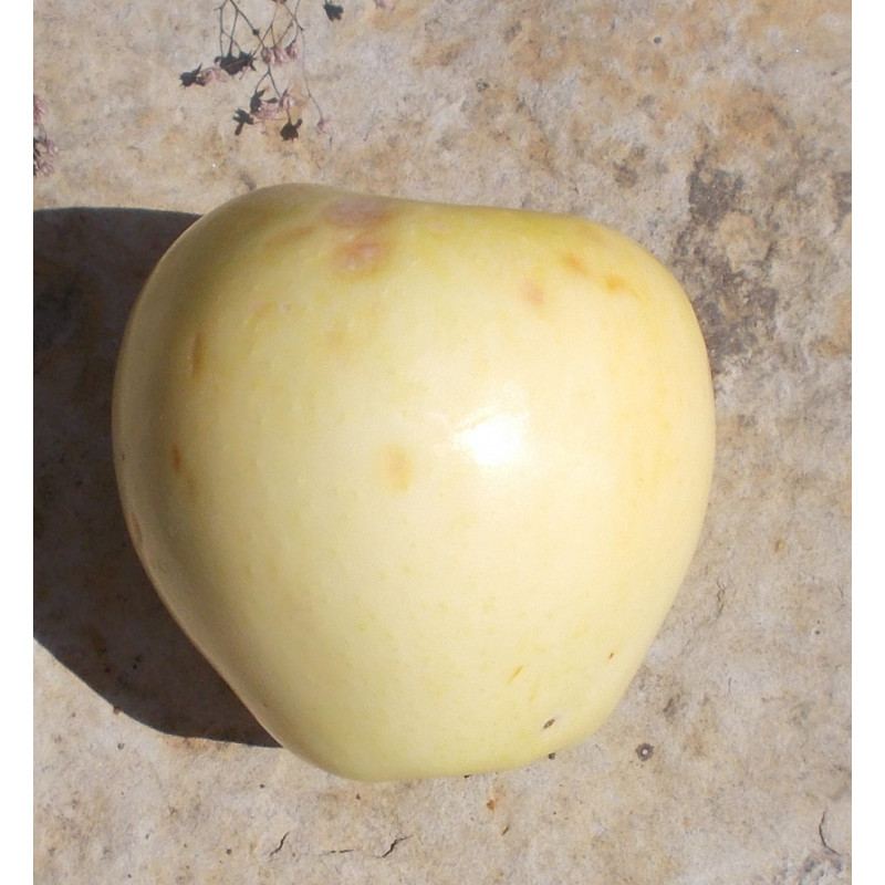 Pommier 'Tréboux Samlung'