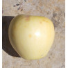 Pommier 'Tréboux Samlung'