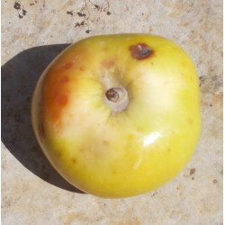 Pommier 'Jacques Lebel'