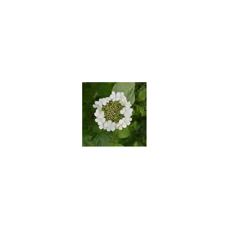 Viorne obier