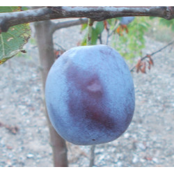 Prunier 'Marcelle Chasset'